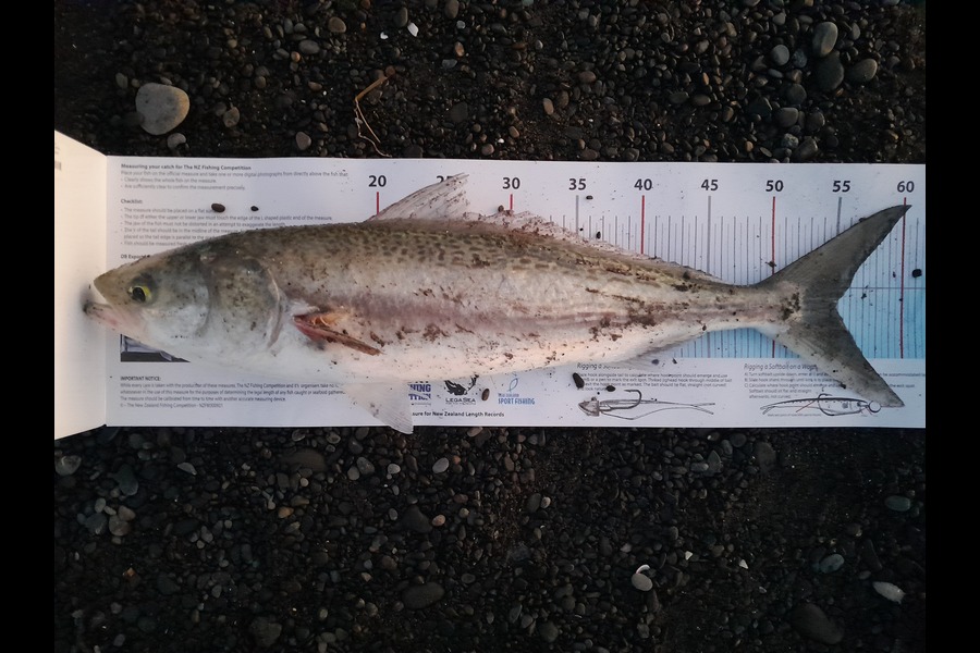 Benaja Oushana caught this 55.0cm Kahawai at Hawkes Bay during The Export NZ Fishing Competition